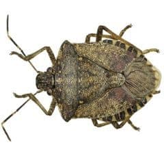 Brown Marmorated Stink Bug alert - Potatoes New Zealand