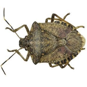 Close-up of a brown marmorated stink bug on white background