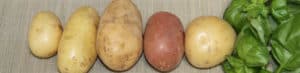 Variety of potatoes and fresh green leafy vegetables