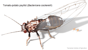 Tomato potato psyllid