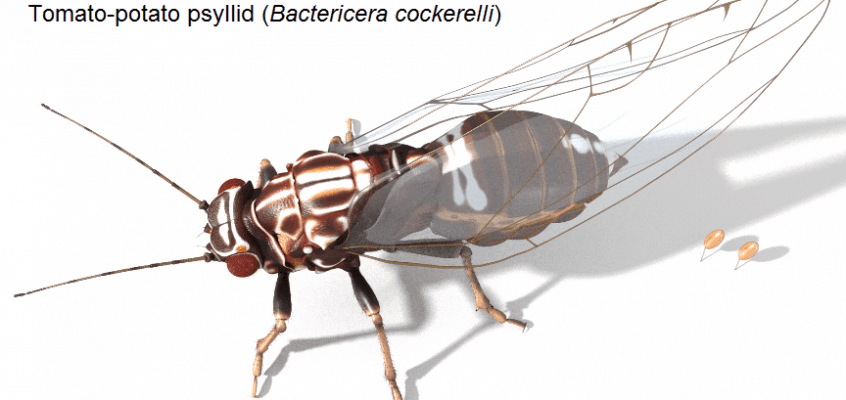 (Source: Tasmanian Institute of Agriculture)