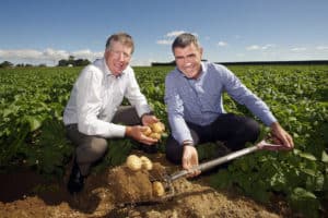 Two farmers harvesting fresh potatoes in green field outdoors