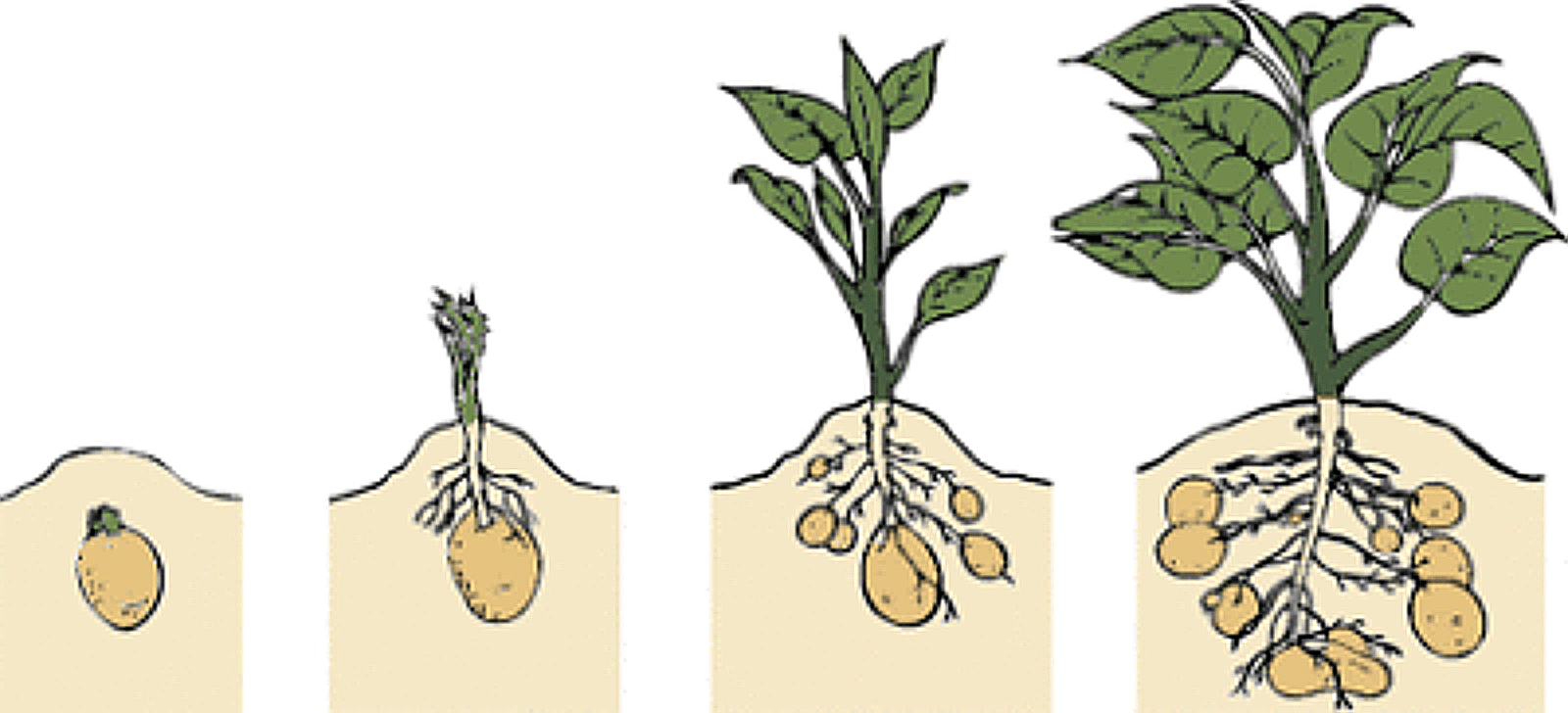 Картофель коллета описание. Вегетативное размножение клубнями. Вегетативное размножение картофеля. Картофель размножается клубнями. Вегетативное размножение корневыми клубнями.