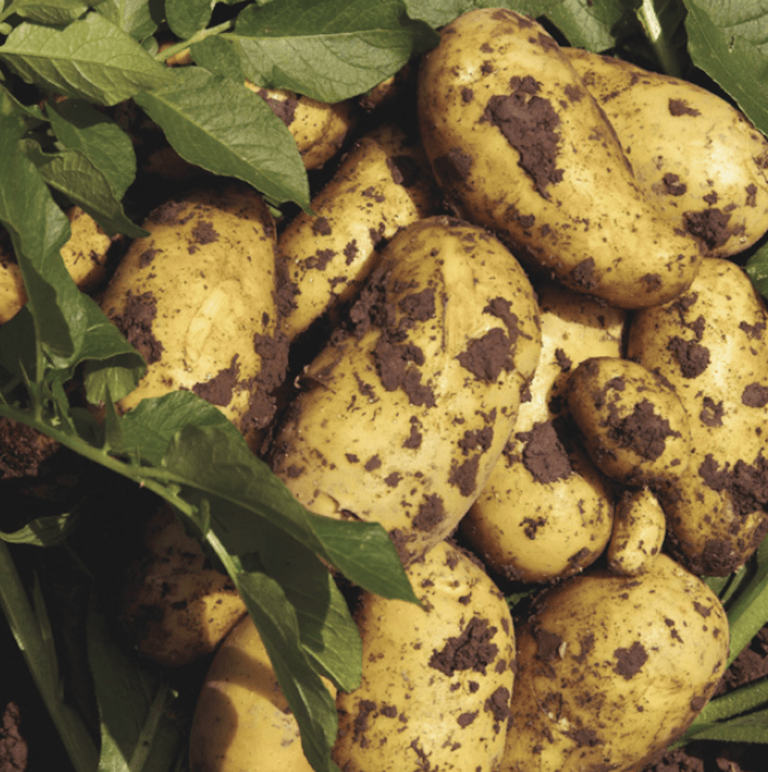 Dirty potatoes and leaves