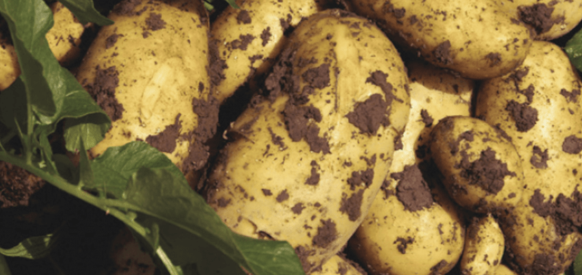 Dirty potatoes and leaves