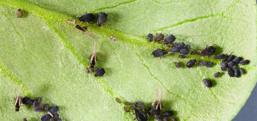 Black Bean Aphids on potato plant leaf