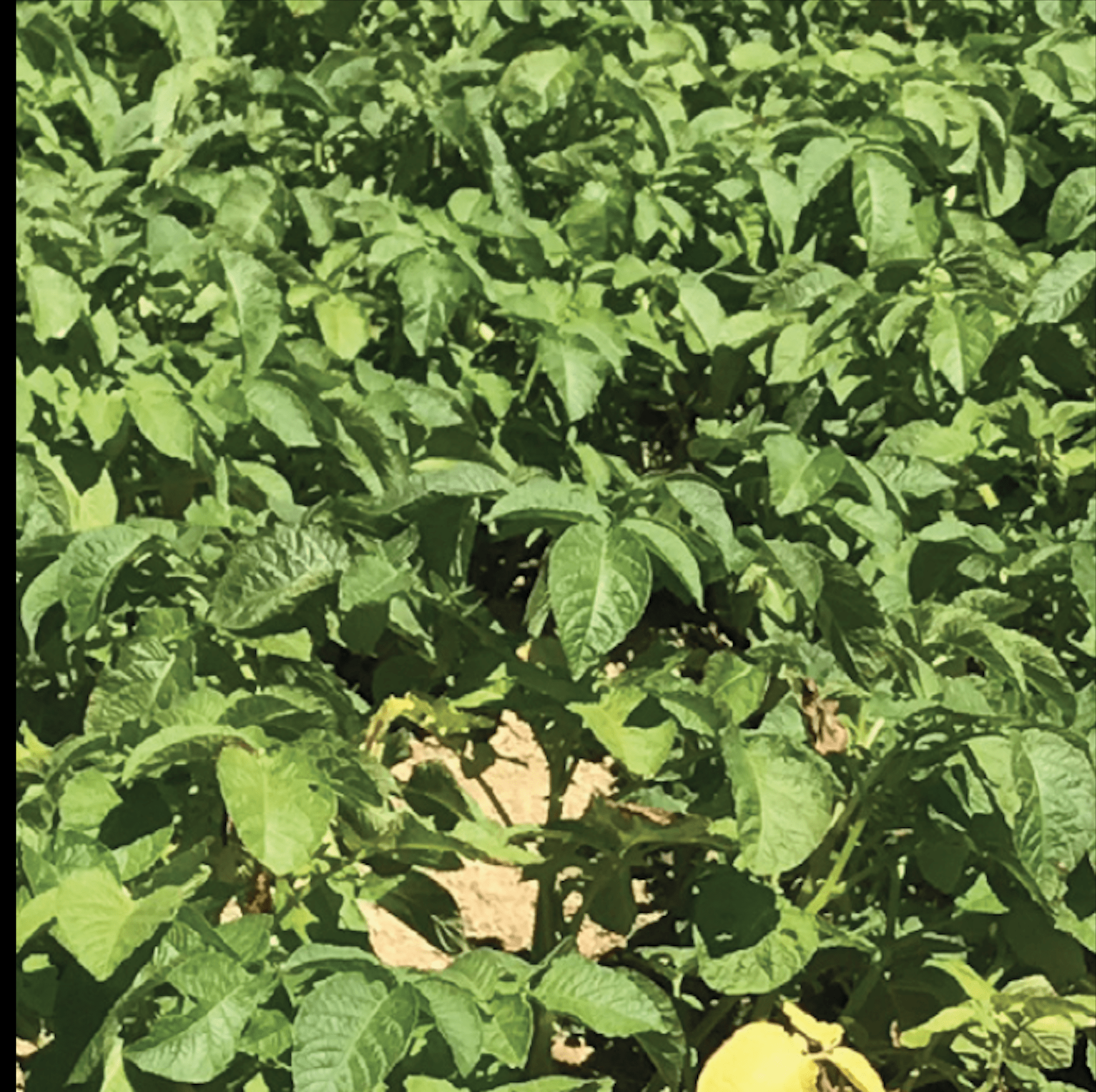 Agronomy Potatoes New Zealand