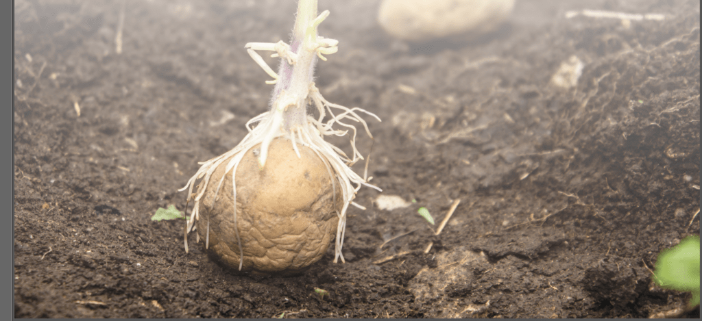 Potato seeding cropped