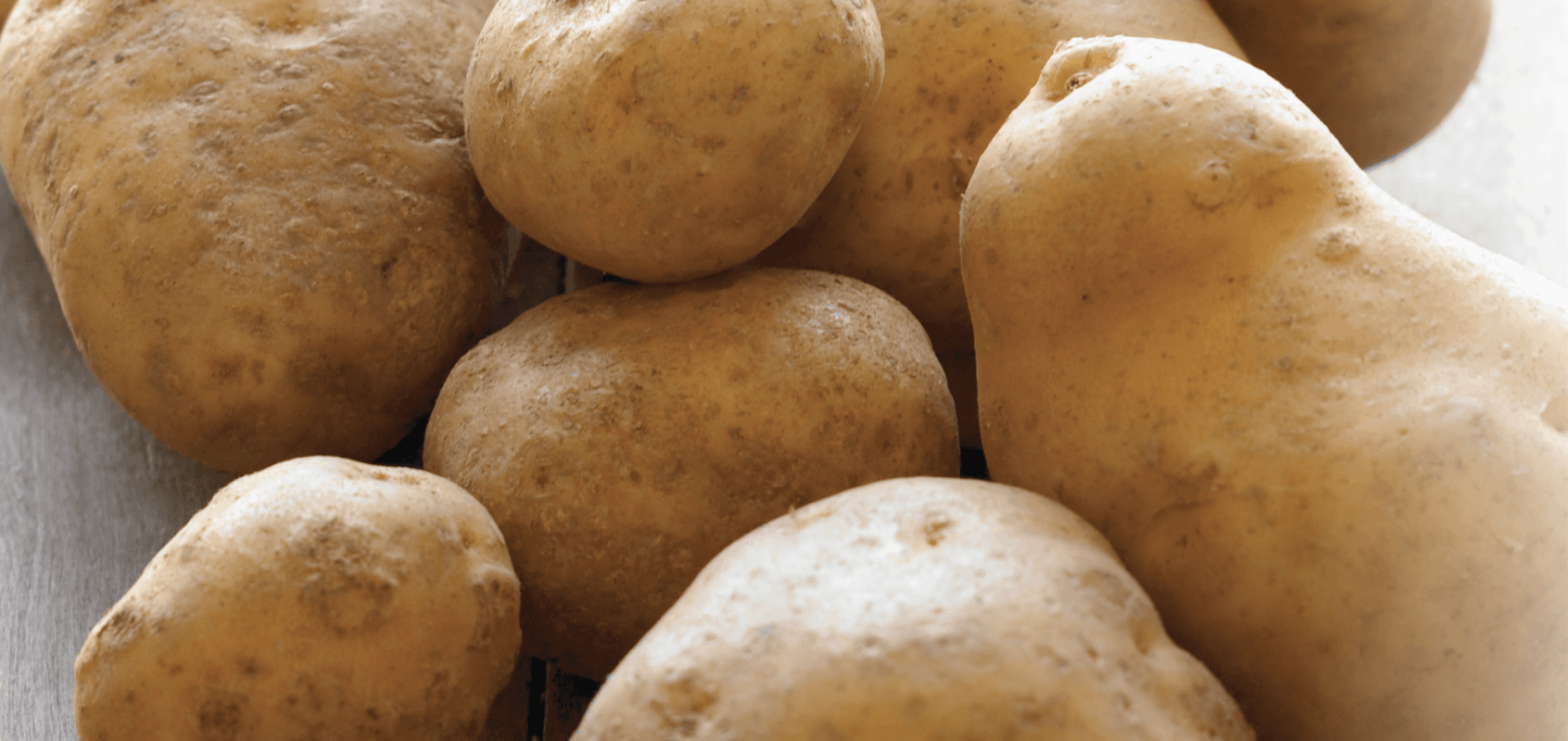 90 years of seed potato certification Potatoes New Zealand