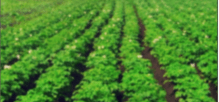 Blurred green crop field with rows of plants and soil pathways