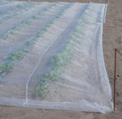 Mesh crop cover for potatoes