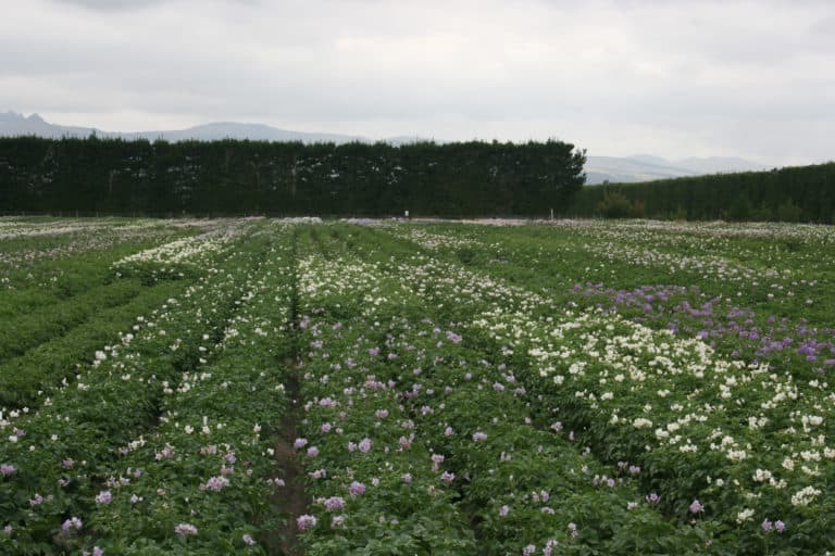 Potato Field