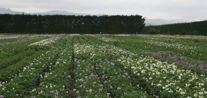 Potato Field