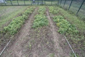 Overview of the field with dead control plants next to their resistant GM potatoes.