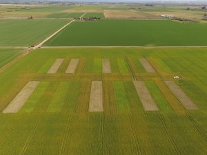Aerial view of agricultural field experiment plots and green crops.