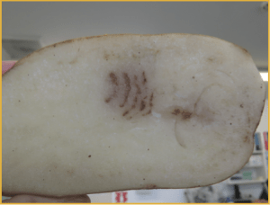 Mop-top potato