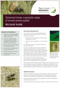 Close-up image of Tamarixia triozae parasitic wasp on a leaf.