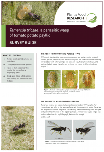 Parasitic wasp Tamarixia triozae on tomato potato psyllid nymph.