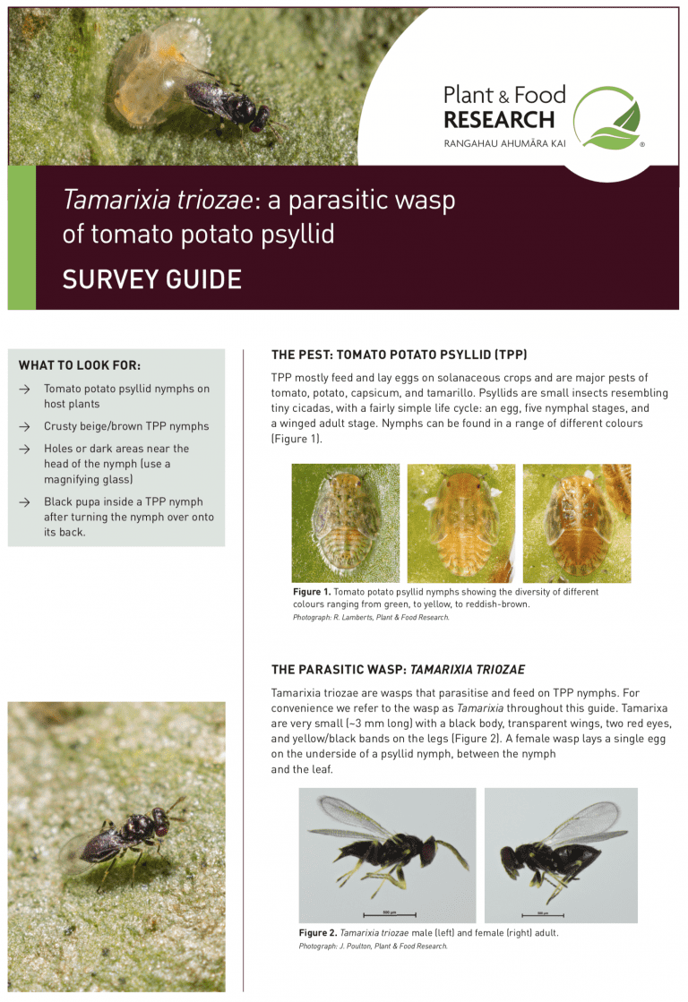 Parasitic wasp Tamarixia triozae on tomato potato psyllid nymph.