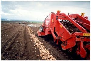 Red potato harvester machine collecting potatoes in field