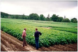 Two men examining lush green crop field with trees in background