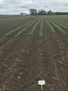 Rows of young green plants growing in a large agricultural field.
