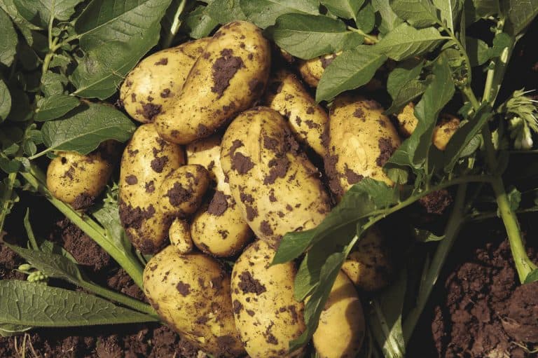 root of freshly dug 'Charlotte' potatoes on a pile of leaves & herbs