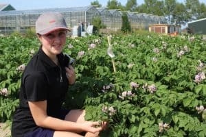Woman inspecting blooming potato plants in agricultural field.
