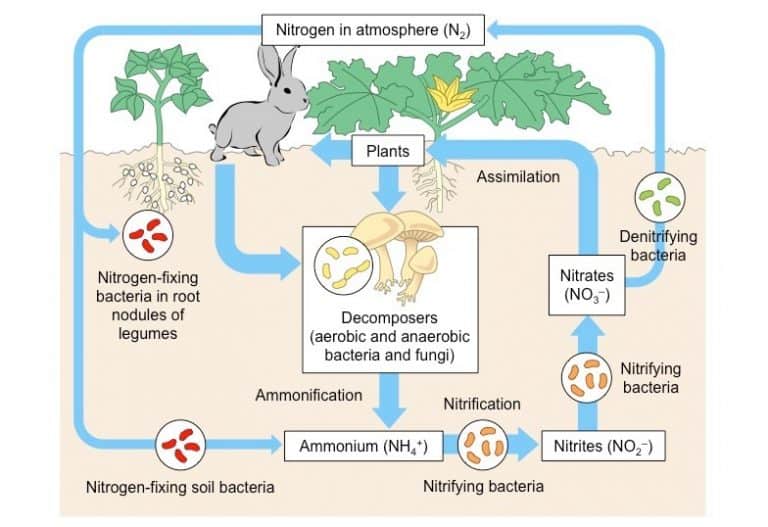 PNZ September 2019 009 Nitrogen cycle