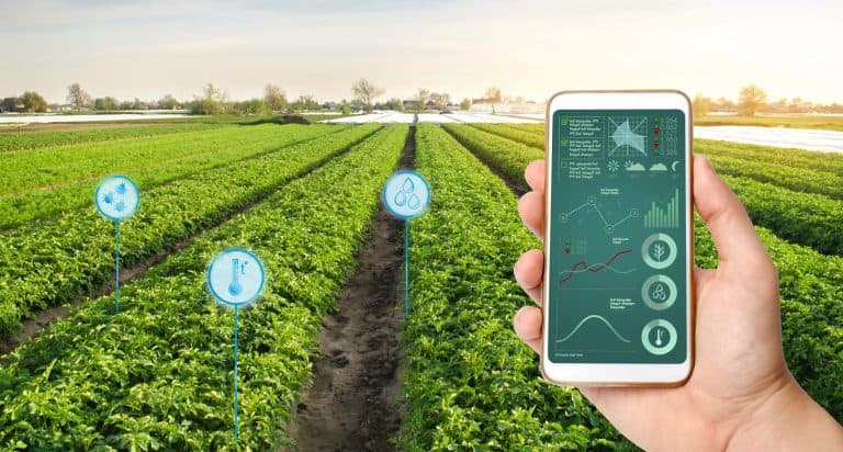 Farmer's holds a smartphone on a background of a field with a potato plantations. Agricultural startup. Automation and crop quality improvement. High technology, innovation. Scientific research.