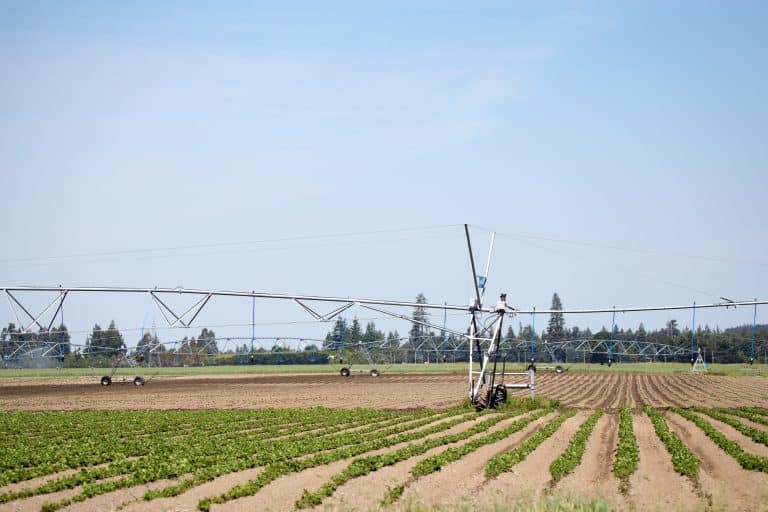 A large irrigated field with a crop of potato varieties growing, Canterbury, New Zealand