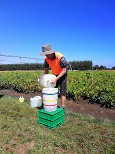 Farmer pouring liquid into container in green field under blue sky