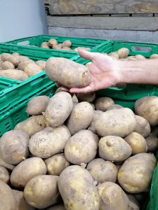 Hand holding a large potato above green crates filled with potatoes