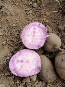 Purple yam tubers with one cut open showing vibrant purple flesh