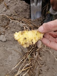 Hand holding fresh turmeric root slice in a dirt field.