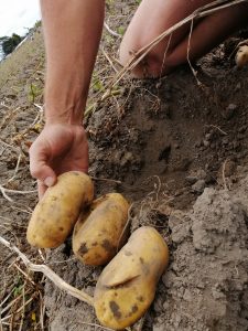 Hand holding freshly harvested large potatoes in soil field.