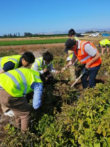 Group of people in safety vests harvesting crops in farmland field.