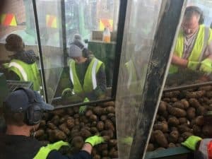 Workers in safety vests sorting potatoes in agricultural facility