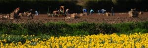 Jersey, U.K. - March 21, 2014: Farm labourers quickly plant Jersey Royal Potatoes in the Spring weather, and daffodils are grown for the flowers and future bulbs.