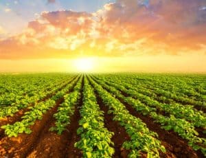 sunrise spud field