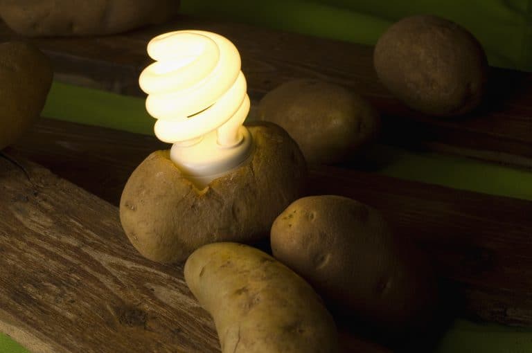 Potatoes producing electricity to light an energy saving light bulb.