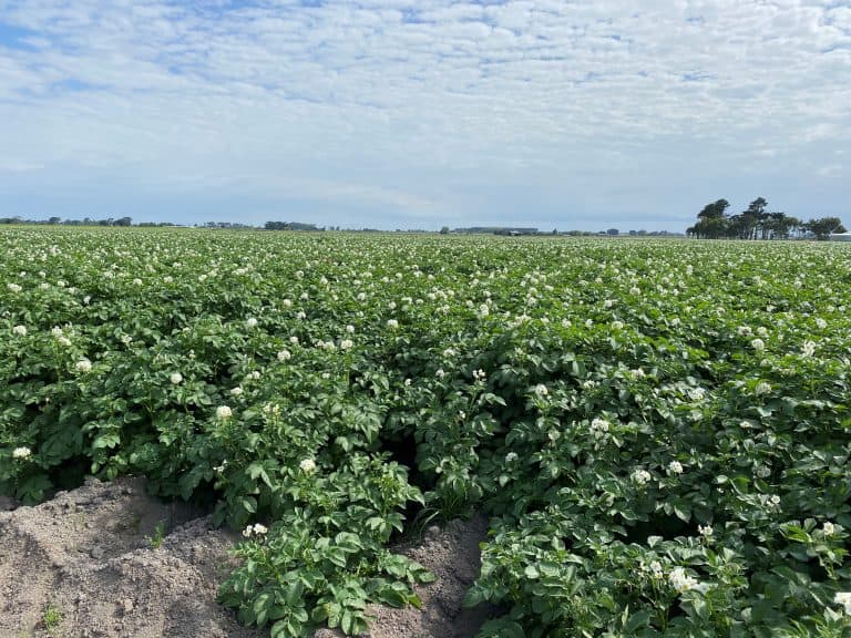 001 Mike Moleta's Farm - Agria in full flower Jan 2021