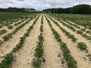 Rows of green crops growing in a straw-mulched field