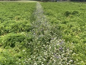 Row of white and purple wildflowers amidst green crop field plants