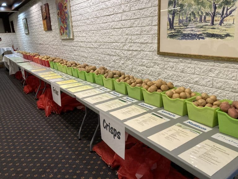 Different potato varieties displayed in labeled green baskets on table