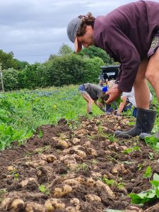 People harvesting freshly dug potatoes in a lush green farm field.