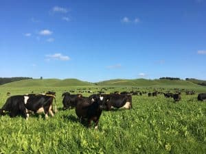 Black and white cows grazing on green pasture under blue sky