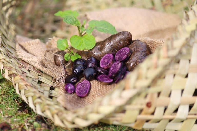 Fresh purple potatoes and berries in woven basket with green leaves