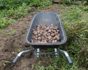 Wheelbarrow filled with freshly harvested potatoes in garden soil