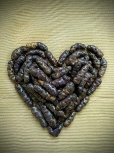 Heart shape made with purple oca tubers on fabric.